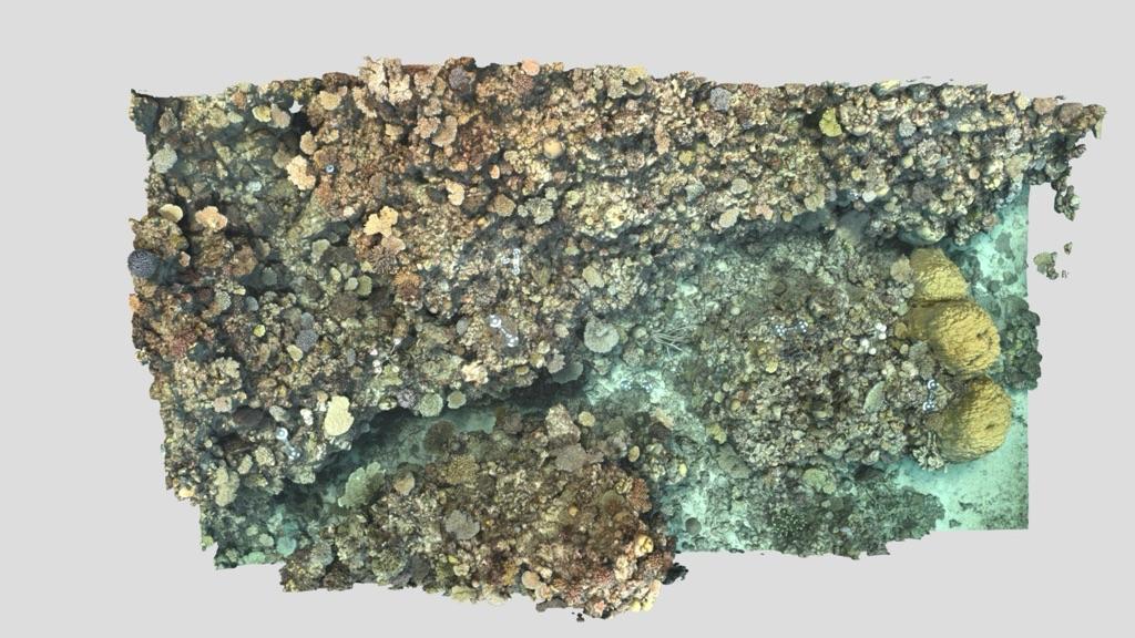 Marine Ecosystem Model