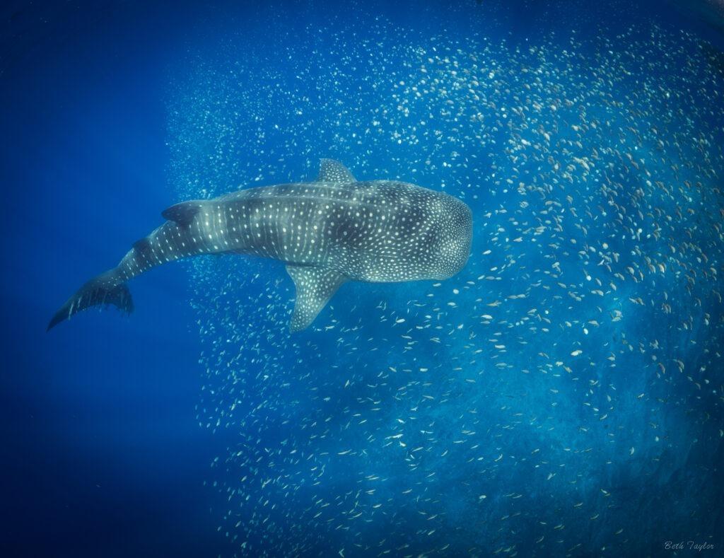 Whale Shark Background